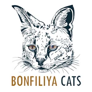 BONFILIYA CATS