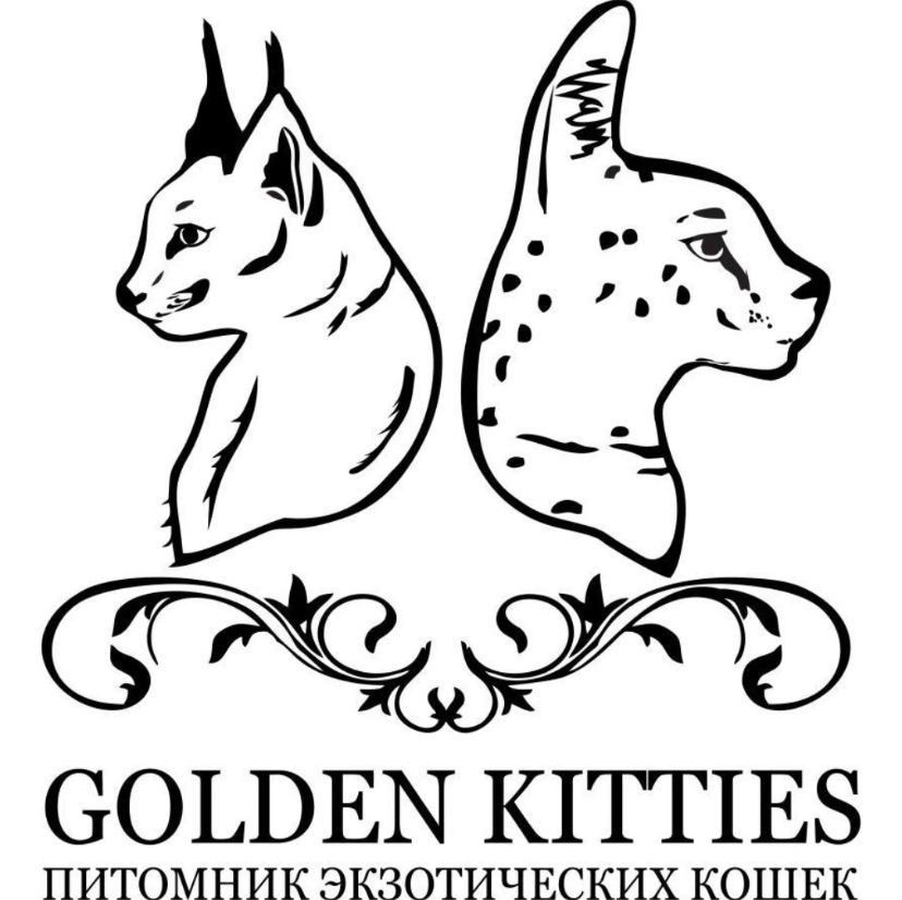 Golden Kitties
